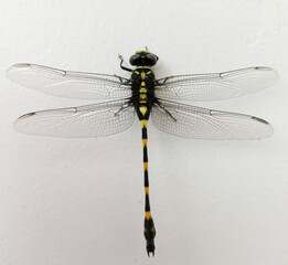 dragonfly on a white background