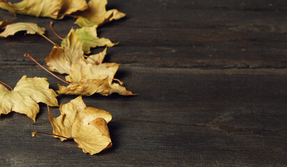Naklejka na ściany i meble Yellow autumn leaves on wooden background