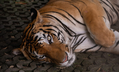 closeup tiger sleep on the ground