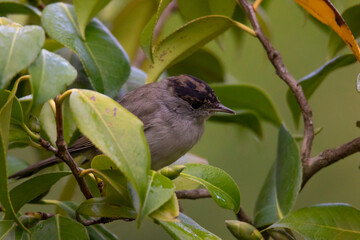 Blackcap bird among green leaves of the tree in a forest