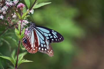 Fototapeta na wymiar フジバカマの花の蜜を吸っている美しい蝶（アサギマダラ） 