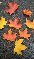 Autumn maple leaves on a textured background.