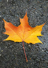 Autumn maple leaf on a textured background.