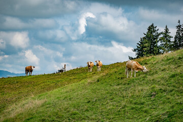 Beautiful swiss cows. Alpine meadows. farm.