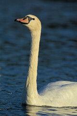 Mute Swan - Cygnus olor, Crete