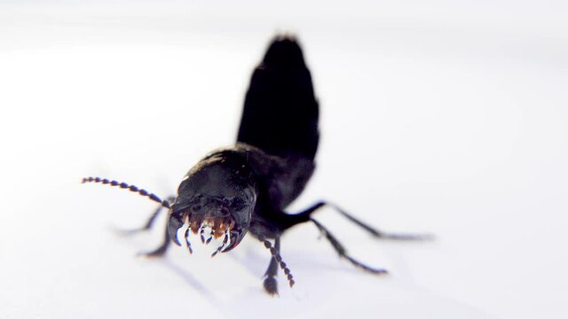 Devil's coach horse beetle, Ocypus olens, in Ireland
