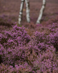 Gorgeous landscape image of late Summer vibrant heather at Surprise View in Peak District National Park in England with selective focus taechnigque