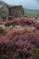 Beautiful landscape image of late Summer vibrant heather at Curbar Edge in Peak District National Park in England