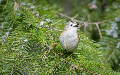Little bird on a branch
Regulus regulus