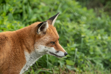 Stunning vibrant portrait of Red Fox Vulpes Vulpes with lush green background