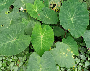 taro leaves in the forest