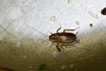 Red cockroach - Prusak, German cockroach