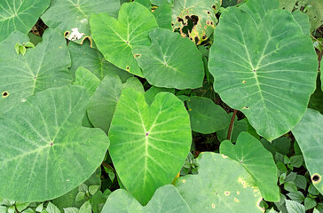 taro leaves in the forest