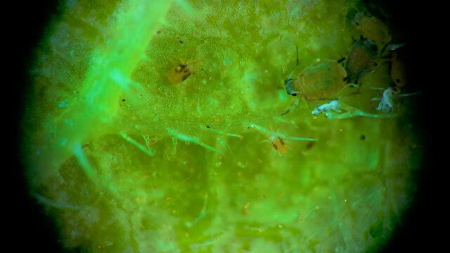 Two-spotted spider mite under a microscope, (Tetranychus urticae) crawling on a spider web on a cucumber leaf