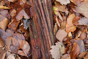 autumn leaves background