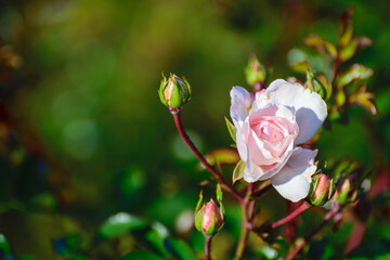 jesienna róża z pączkami