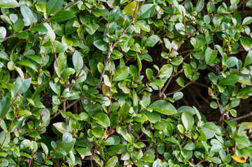 Recently trimmed box hedge with a gap in the foliage made by nesting birds