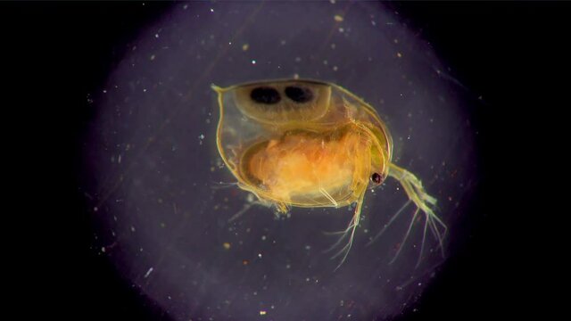(Daphnia magna, Cladocera), small planktonic crustacean under the microscope, close-up