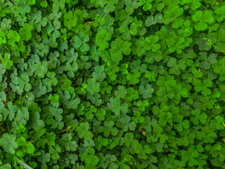 background of tiny green clover. 