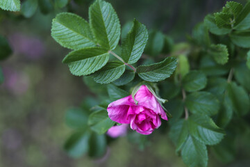 Wild rose flower close up. Rose hips.