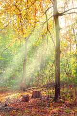 Sunbeams through trees in the autumn forest