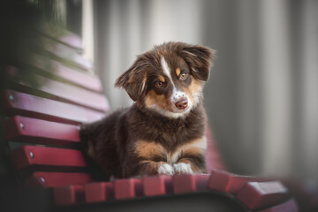 A cute miniature Australian Shepherd dog with yellow eyes and a white and chocolate muzzle lying on a wooden bench painted in crimson against the background of the cityscape
