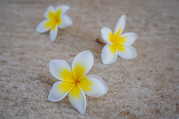 Fototapeta na wymiar Three beautiful jasmine flowers close-up