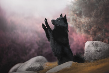 A cute Schipperke dog raising his paws in the air while sitting on yellow moss among gray stones against a background of purple bushes and a bright autumn landscape. Trick dog. Profile view