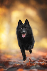 A cute Schipperke dog running along a path among fallen leaves against the backdrop of a bright autumn landscape. Paws in the air. The mouth is open. Looking into the camera