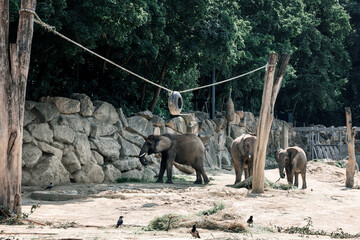 Obraz premium A large elephant walks around the zoo.