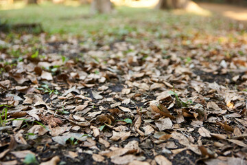 地面・森・落ち葉・枯れ葉・大地・アップ・足元