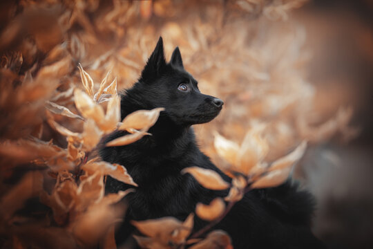 Cute schipperke dog with fluffy tail among red and yellow bush branches on a background of a bright autumn landscape. Profile view. Close-up portrait