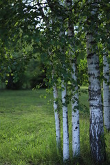 Birch tree in summer. Birch trunk. Birch branch with leaves