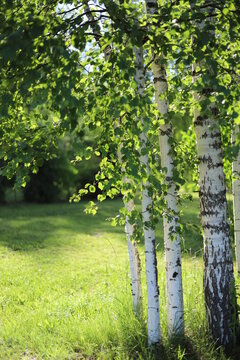 Birch tree in summer. Birch trunk. Birch branch with leaves