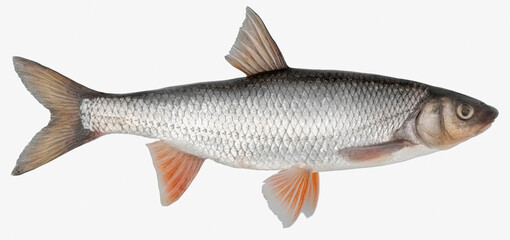 Fish isolated on white background closeup. The common dace, also known as  dace or the Eurasian dace is a fish in the carp family Cyprinidae, type species: Leuciscus leuciscus.