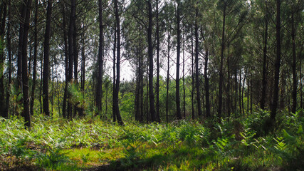 Rangées de pins dans la forêt des Landes de Gascogne, en période printanière