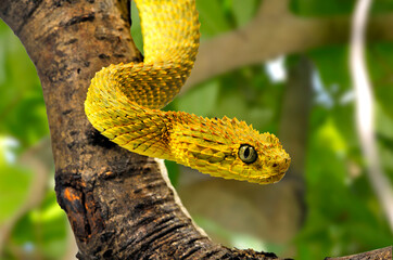 Broadley's Bush Viper, Cameroon Bush Viper  // Broadley Buschviper (Atheris broadleyi / Atheris...