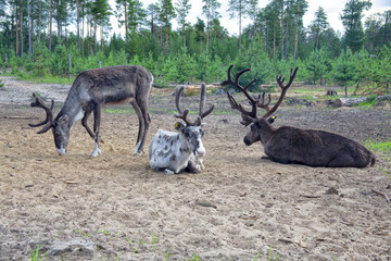 Naklejka na ściany i meble A group of reindeer grazes in the forest-tundra of Siberia
