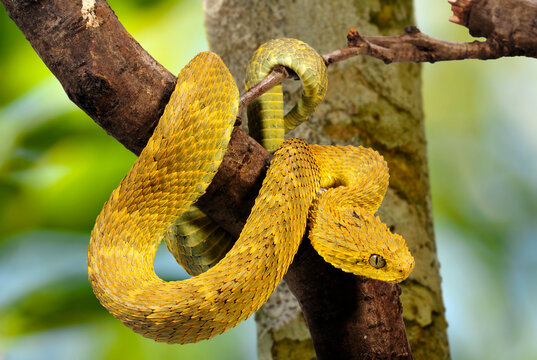 Broadley's Bush Viper, Cameroon Bush Viper  // Broadley Buschviper (Atheris broadleyi / Atheris squamigera) 