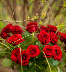 red roses in a garden
