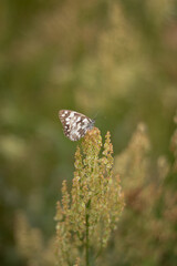 White butterfly on the flower, beautiful nature