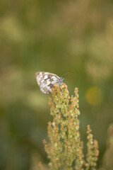 White butterfly on the flower, beautiful nature