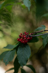Pyracanthas red column fruits, beautiful nature