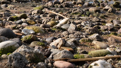 rocks and algae on the shore