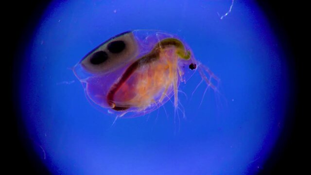 (Daphnia magna, Cladocera), small planktonic crustacean under the microscope, close-up