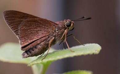 Butterfly on oregano 