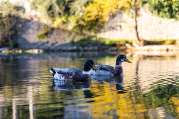 Canards Colverts sur le Virdoule à Sauve (Occitanie, France)