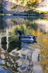 Canards Colverts sur le Virdoule à Sauve (Occitanie, France)