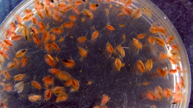(Daphnia magna, Cladocera), small planktonic crustacean in a petri dish, medium plan