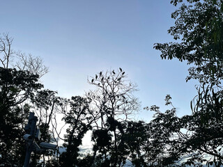 Many Asian Openbill, birds stick on the top of the tree in the evening time. The sky is in many layers.